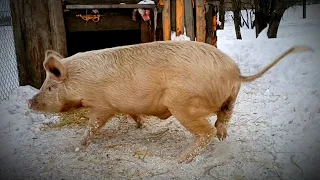 СВИН КИНУЛСЯ В ПЛЯС/ ЗИМУЕМ В ДЕРЕВНЕ/