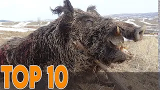 TOP 10 AMZING WILD BOAR HUNTS - 10 EN İYİ YABAN DOMUZU AVI