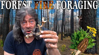 Foraging Wild Edible Buffet in Fire Scorched Forest | PLUS Bear Rescue and a Chance to Meet Greg!