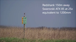 Digiscoping distant Redshank with the Swarovski ATX 85, TLS APO and Sony a6000