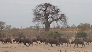 Zambia  South Luangwa National Park -3