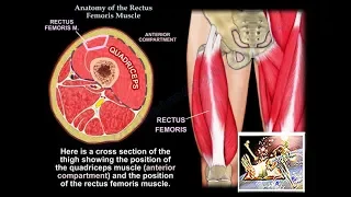 Anatomy Of The Rectus Femoris Muscle - Everything You Need To Know - Dr. Nabil Ebraheim