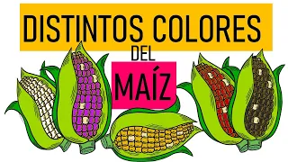 ¿Por qué existen distintos Colores en el Maíz?