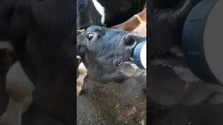 🐄# cow milk