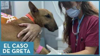 El caso de Greta 🐕  Veterinario 24 horas