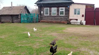 Жизнь в деревне.Навестили маму.Автолавка к дому.Огородные дела.Посеяла редиску и морковь.