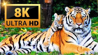 animals in 8k video ultra HD | Epic Nature Scenes in Ultra HD 8K