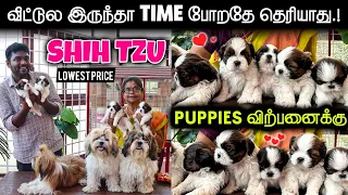 சிட்ஜு பிரியர்களே.! உங்களுக்கான - ShihtzuPuppies At Lowest Price For Sales | Delivery Available