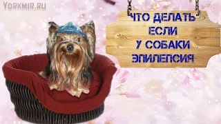 Что делать если у собаки эпилепсия