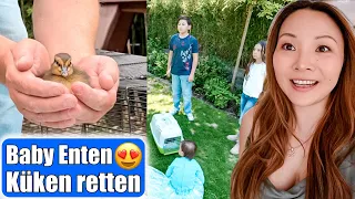 Baby Enten Küken retten 🐥 Zuhause aufziehen? 😳 Familie entscheidet! Teil 1 Mamiseelen