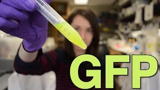 Green Fluorescent Protein | What is this Thing?!