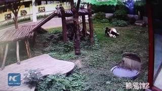 Man jumps into panda den, gets attacked by giant panda 游客闯进熊猫馆 打扰午睡熊猫展开“人熊大战“