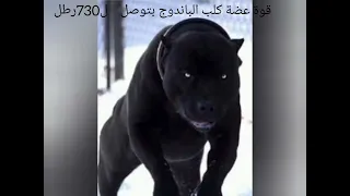 معلومات عن كلب الباندوج