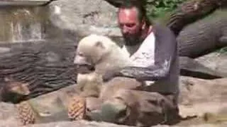 Knut the polar bear