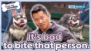 They don't learn this.😔 [Dogs Are Incredible : EP.220-3] | KBS WORLD TV 240521