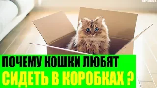 Почему кошки любят сидеть в коробках?