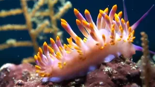 "Fascinating Wonders of the Ocean: Unveiling the Bizarre World of Freaky Nudibranchs | True Facts"