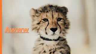 Cute baby lions & Tigers - baby animals: baby lion, baby tiger  & baby hyena cub animal cuteness!