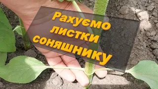 Рахуємо листки соняшнику.