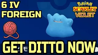 Get 6 IV FOREIGN SHINY Ditto NOW In Pokemon Scarlet & Violet - Masuda Method Ditto