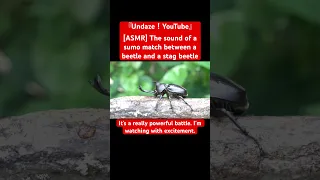 [ASMR] The sound of a sumo match between a beetle and a stag beetle #sdgs #asmr #insect #sound #yt