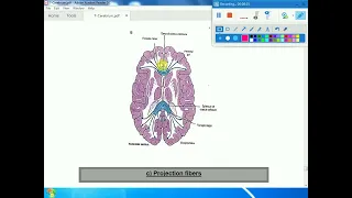 10-white matter of the cerebrum. Dr Sabreen Ahmed