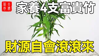 家養4支富貴竹，財源自會滾滾來，全家都能賺不停！#大佬你好啊