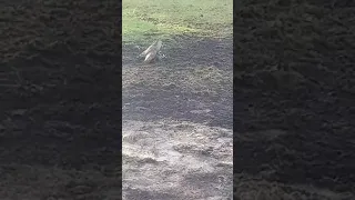 Ястреб убивает ворону. A hawk kills a crow.