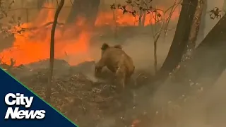 480M animals potentially killed in Australia wildfires