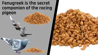 Fenugreek is the secret companion of the racing pigeon - 🇬🇧  ENGLISH VERSION 🇺🇸