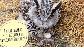 Yoll the Eagle owl gave us the first egg in the 2024 season! on March 29. The owl started to sit up