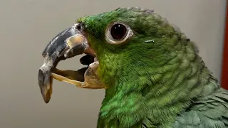 Paco the Parrot Beak Correction (Original Full Video)