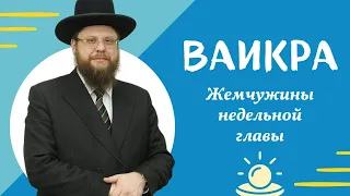 💎 Ваикра 5783. Жемчужины недельной главы | Рав Хаим Дов Бриск