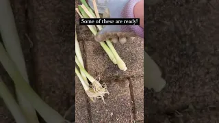 Money saver: How to grow spring onions from scraps