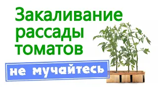 Закаливание рассады томатов. Не мучайтесь