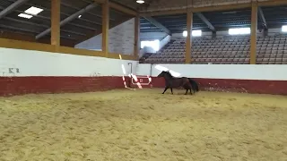 NISO, caballo de deporte español.  Cruzado de Agrícola Peralta