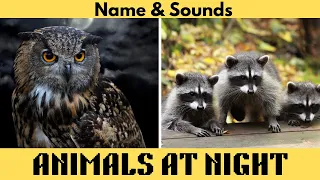 Nocturnal Animal Names and Sounds for Kids | Learn Animals That Stay Up at Night in English