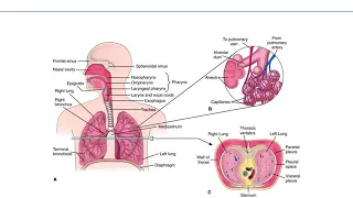 Chapter 39 Oxygenation and perfusion LPN to RN