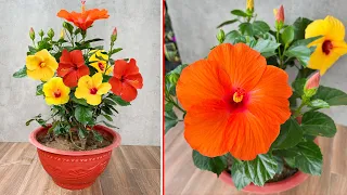 How to propagate - Grow hibiscus plants Flowers bloom many colors