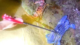 After the typhoon, some seafood with bright colors appeared on the beach