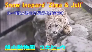 ユーリは人間の子供が大好きです（旭山動物園　ユキヒョウのジーマとユーリ）~ Snow leopard "Juli" loves human children ~