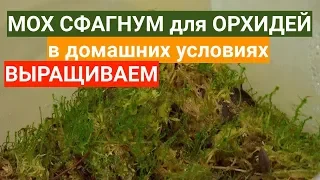 ВОЗМОЖНО ли дома для ОРХИДЕЙ вырастить мох сфагнум ИЗ того ХЛАМА, что продают в магазине?