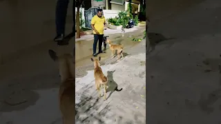 I Love Dogs #2 ❤️❤️❤️❤️#shorts #youtubeshorts  #doglovers #streetdogs #short