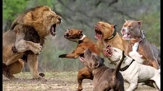 5 Pitbull VS Lion Real Fight - Trained Pitbull Dogs Against Lion