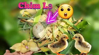 Ra Đồng Phát Hiện Tổ Chim Lạ Về Nhà Lại Mất 1 Thú Cưng / Quế Nghịch