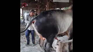 Amazing Cow Man Use Traditional Style To Produce The Baby Cow 2021