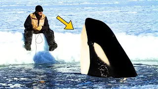 Man Films Adventure Friend With Orca – Then The Animal Does Something Unexpected