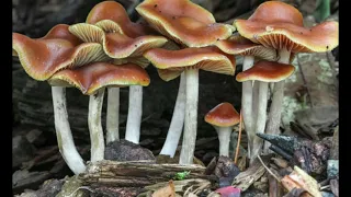 Psilocybe Cyanescens - Wavy Cap | Magic Mushrooms |