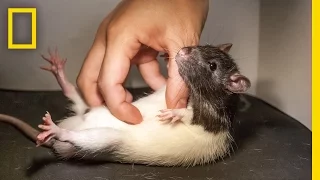 See What Happens When You Tickle a Rat | National Geographic