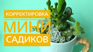 🌿 Привожу в порядок Мини-Садики: стрижка, подсадка, декорирование. 🌿Садик №1. И кое-что продаю...